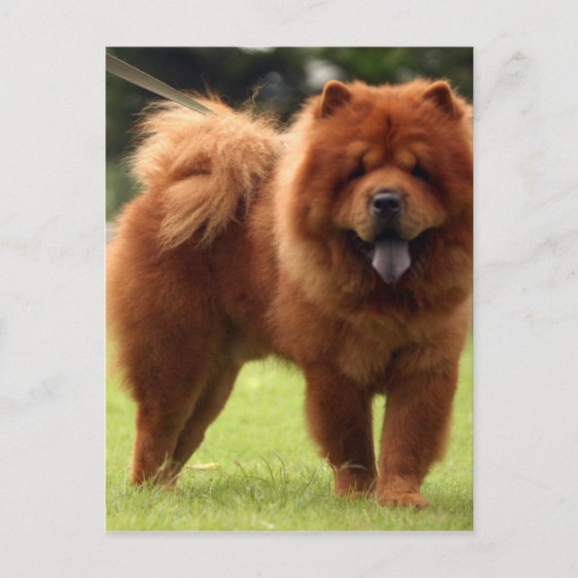 Chow Chow Hund Poses Vykort (Framsida)