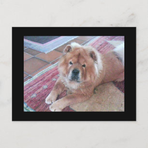Chow Chow Hund Post Card Vykort