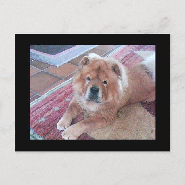 Chow Chow Hund Post Card Vykort (Framsida)