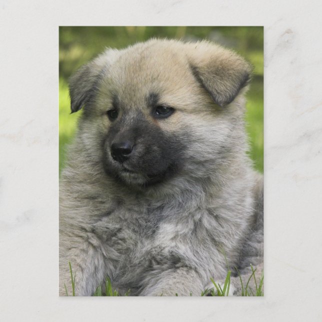 Chow Chow Hund Postcard Vykort (Framsida)