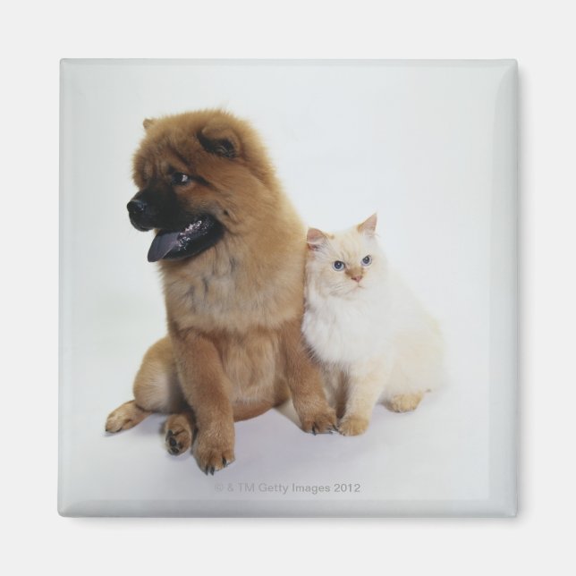 Chow Chow och White Cat Sitta Tillsammans Magnet (Framsidan)