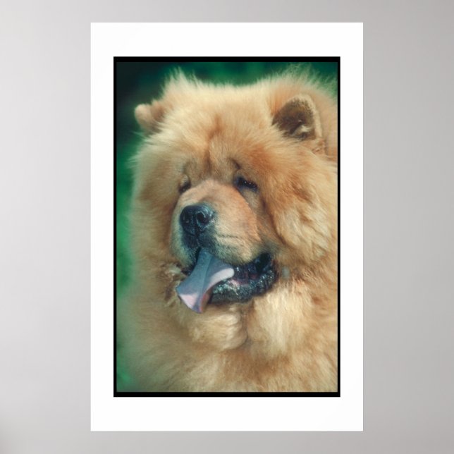 Chow Chow Poster (Framsidan)