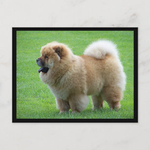 Chow Chow Puppy Hund Blank Hälsning-vykort Vykort