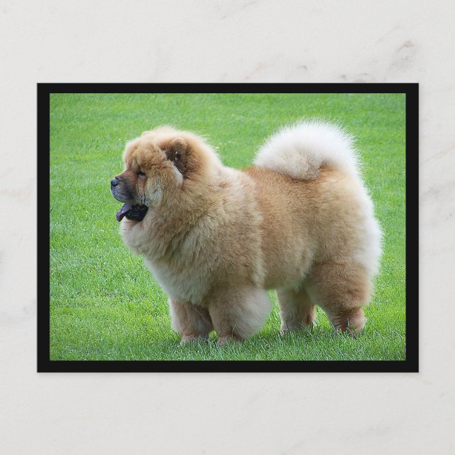 Chow Chow Puppy Hund Blank Hälsning-vykort Vykort (Framsida)