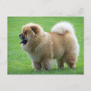 Chow Chow Puppy Hund Blank Hälsning-vykort Vykort