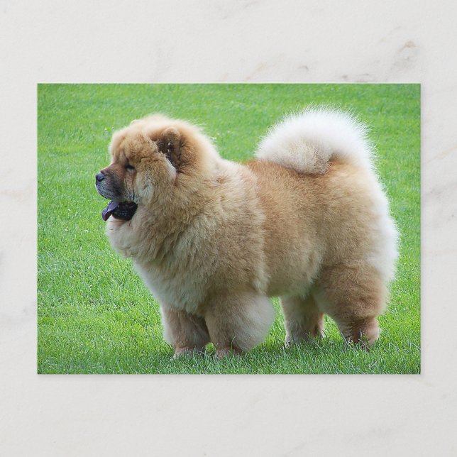 Chow Chow Puppy Hund Blank Hälsning-vykort Vykort (Framsida)