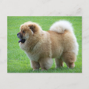 Chow Chow Puppy Hund - Hej, Kärlek, er tanke Vykort
