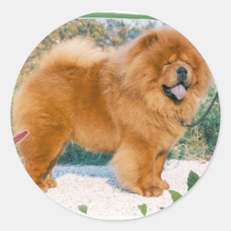 Chow-Chow Runt Klistermärke