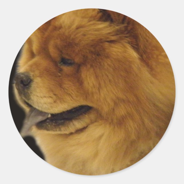 Chow Chow Runt Klistermärke (Framsida)