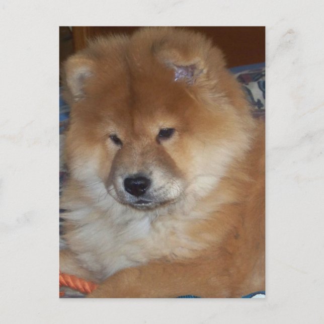 Chow Chow Valp Vykort (Framsida)
