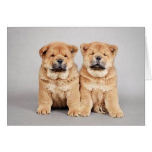 Chow chow-valpar hälsningskort
