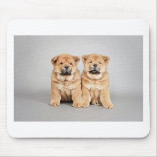 Chow chow-valpar musmatta