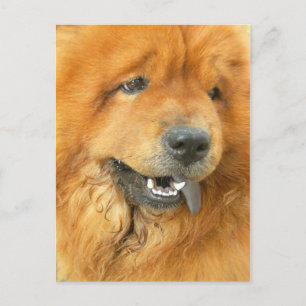 Chow Chow Vykort