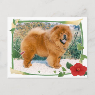 Chow-Chow Vykort