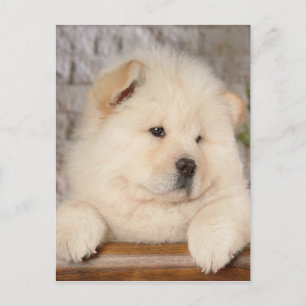 Chow Chow Vykort