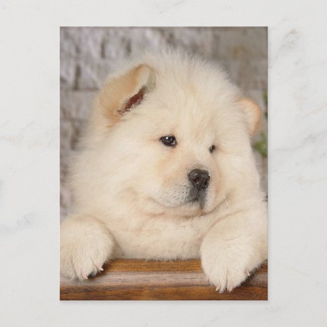Chow Chow Vykort (Framsida)