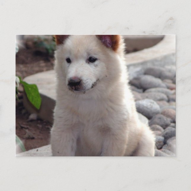 Chow Puppies-vykort Vykort (Framsida)