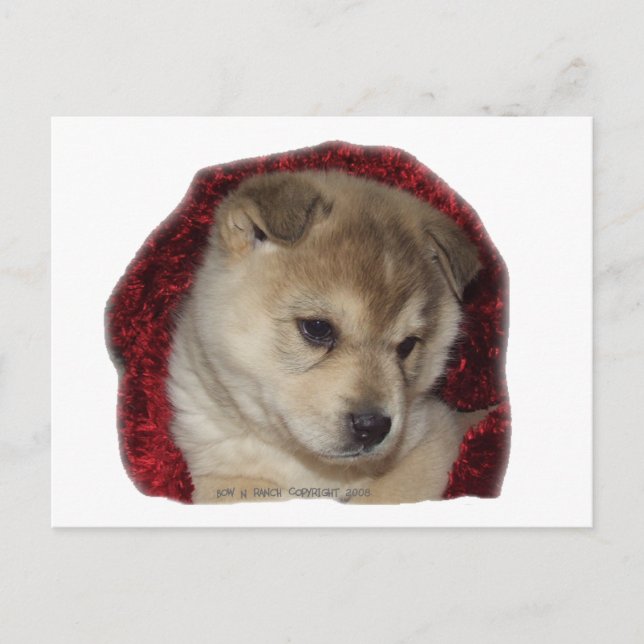Chow Puppy in Red Scarf Vykort (Framsida)