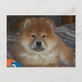 Chow Puppy Vykort