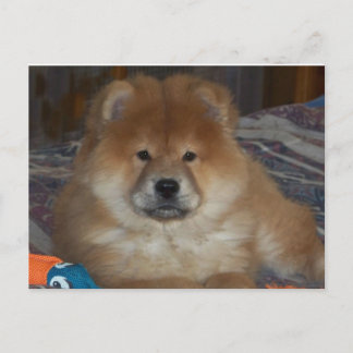 Chow Puppy Vykort