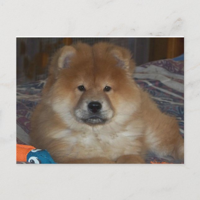 Chow Puppy Vykort (Framsida)
