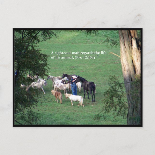 Chow Time Vykort (Framsida)