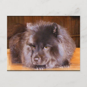 Chow-vykort Vykort