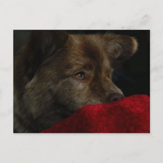 chowblandning med hjärtavykortet vykort