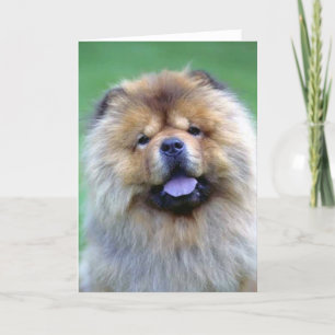 ChowChow noterar kort
