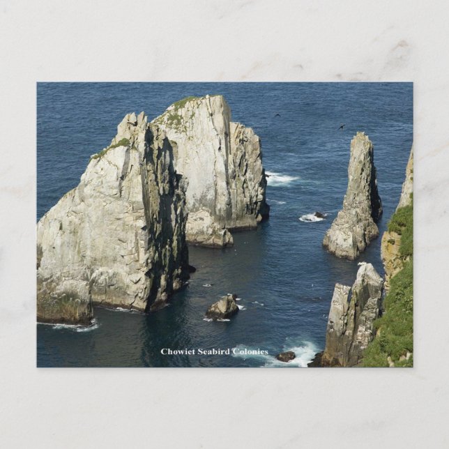 Chowiet Seabird-kolonier, Alaska Vykort (Framsida)