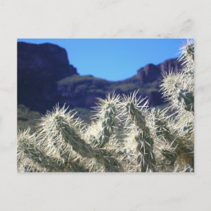 Choya Cactus - Arizona Postcard Vykort