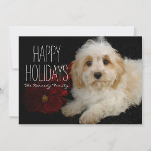 Chrirstmas Cavachon valp Julkort
