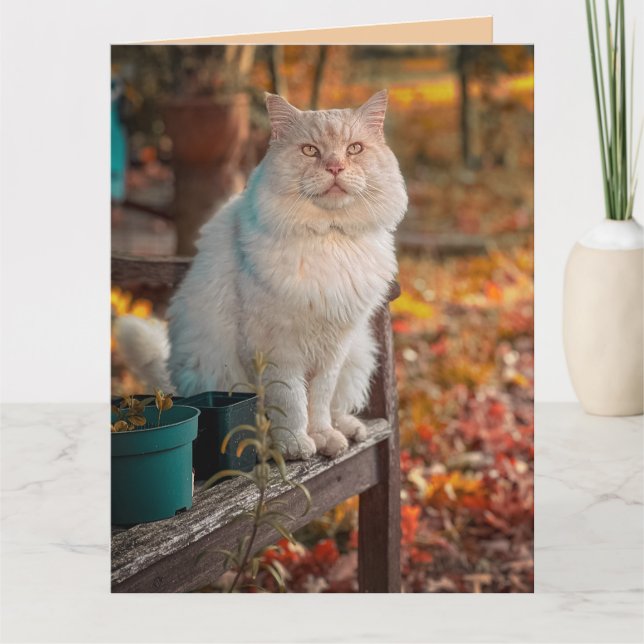 CHRISTIAN CAT BIRTHDAY PHILIPPIANS 1:3 GREEING KORT (Framsida)