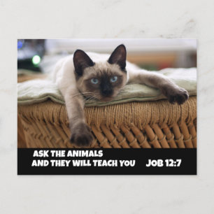 CHRISTIAN CAT POSTCARD-JOBB 12:7 SIAMESE CAT VYKORT