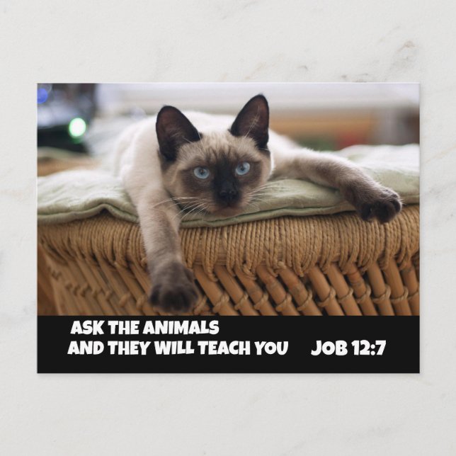 CHRISTIAN CAT POSTCARD-JOBB 12:7 SIAMESE CAT VYKORT (Framsida)