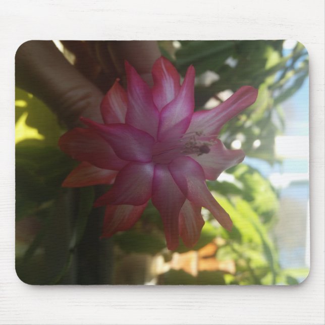 christmas cactus mousepad musmatta (Framsidan)