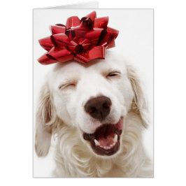 CHRISTMAS CARD WHITRETRIEVER MED RED BOW HÄLSNINGSKORT