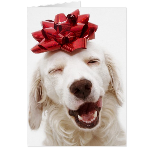 CHRISTMAS CARD WHITRETRIEVER MED RED BOW HÄLSNINGSKORT (Framsidan)