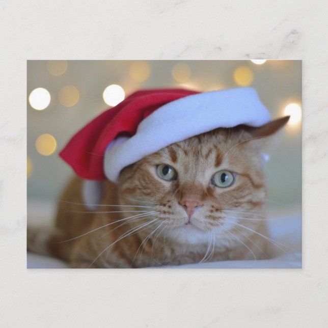 CHRISTMAS CUTE GINGER CAT POSTCARDS VYKORT (Framsida)