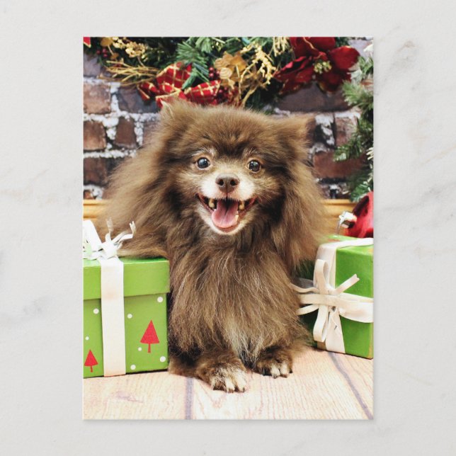 Christmas - Pomeranian - Fred Helg Vykort (Framsida)