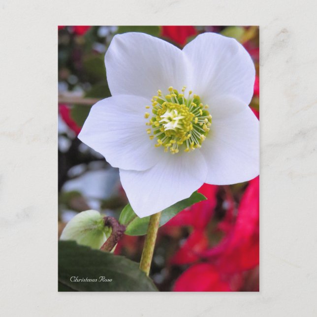 Christmas Rose [Postcard] Vykort (Framsida)