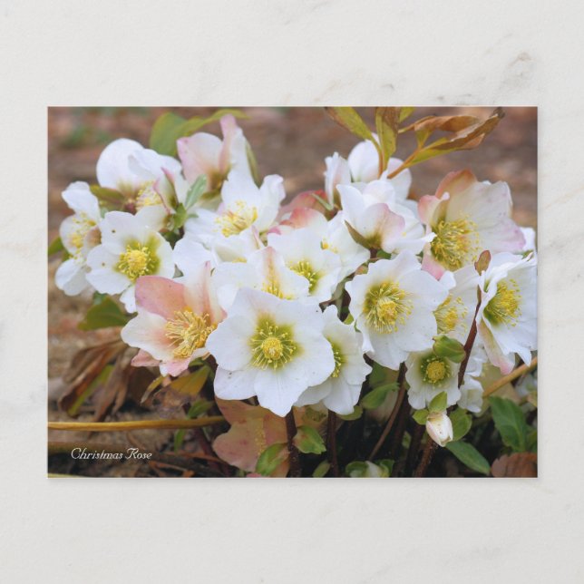 Christmas Rose [Postcard] Vykort (Framsida)