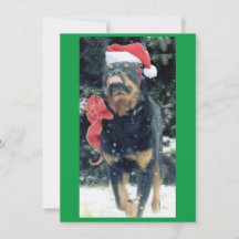 christmas rottweiler w/ tomhatt, rödbog, i snö