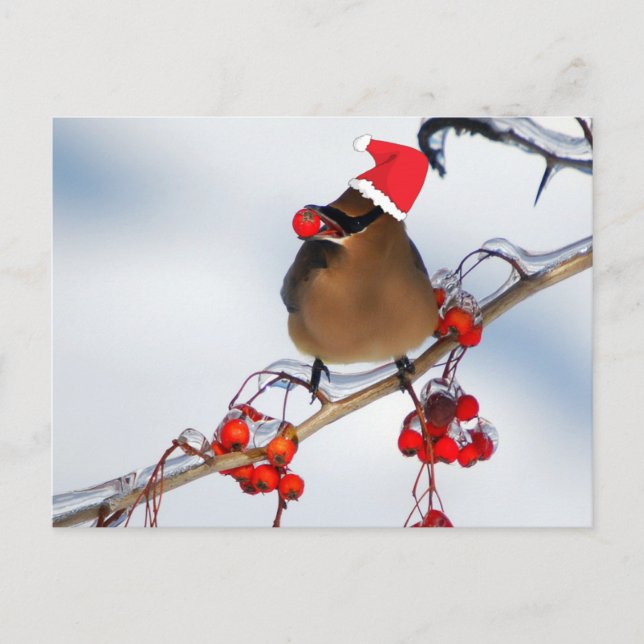 christmas Sparrows på träd gren Helg Vykort (Framsida)