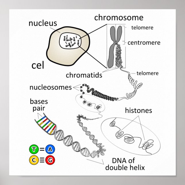 Chromosome Poster (Framsidan)