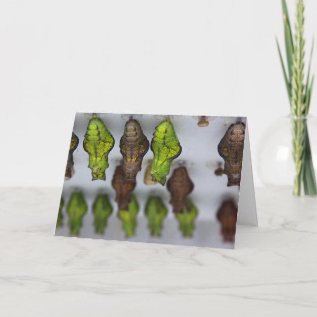 Chrysalis födelsedagskort kort (Framsida)