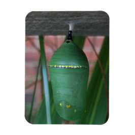 Chrysalis of the Monarch Butterfly Photography Magnet