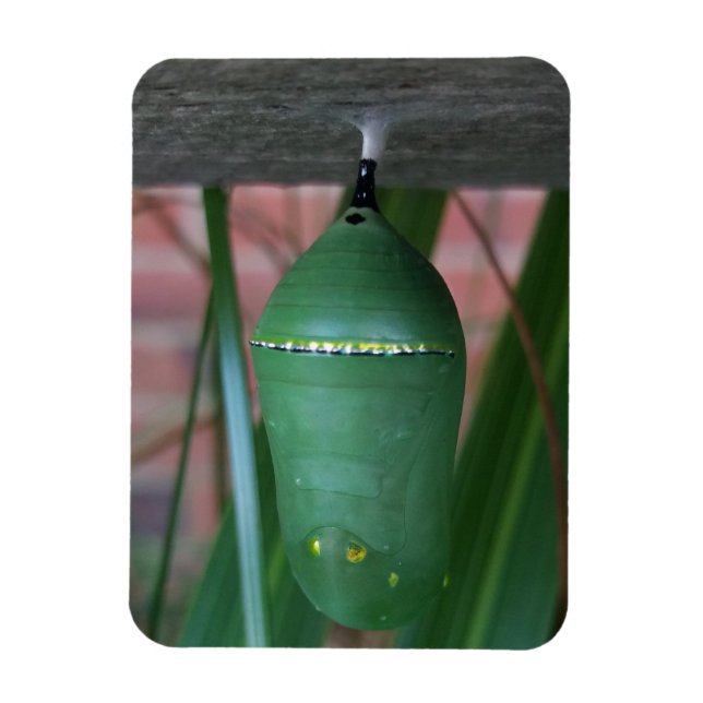 Chrysalis of the Monarch Butterfly Photography Magnet (Vertikal)