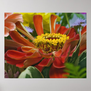 Chrysantemablomma Poster