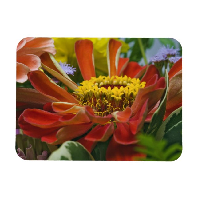 Chrysanthemum-blomman Magnet (Horisontell)